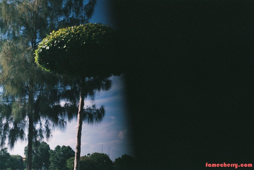 Good Hope Dynamics Tree without water shot using Fujicolor C200