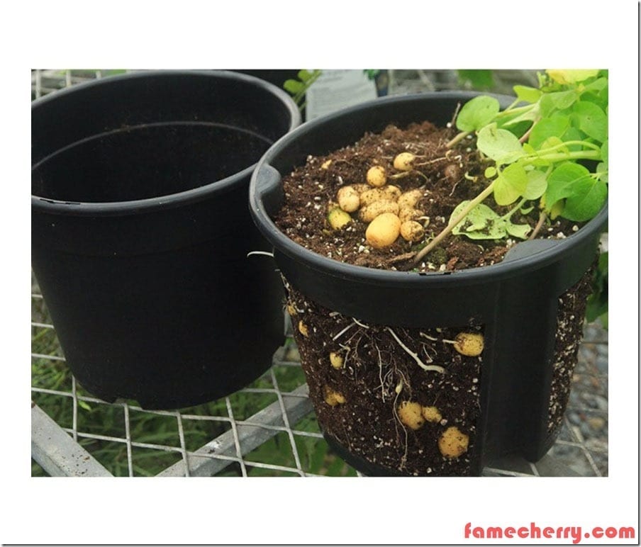 Potato Planting Pot Malaysia
